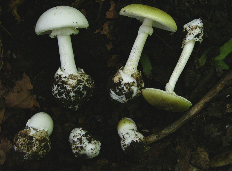 Amanita phalloides